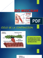 Ciclo de La Contraccion Histologia