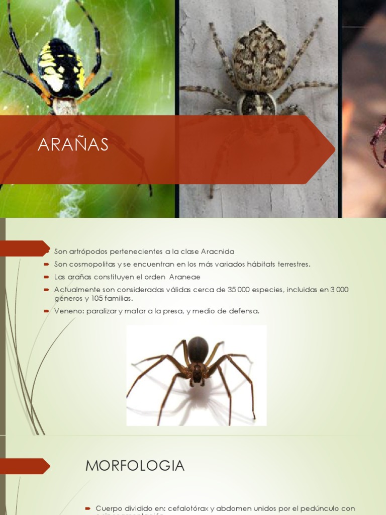 Tipos y características de arañas domésticas | PDF | Araña ...
