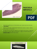 Fasciola Hepatica 