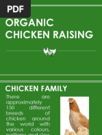 Raising Organic Chickens Module | PDF | Chicken | Birds