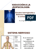 Introducción a la neuropsicología: funciones del sistema nervioso