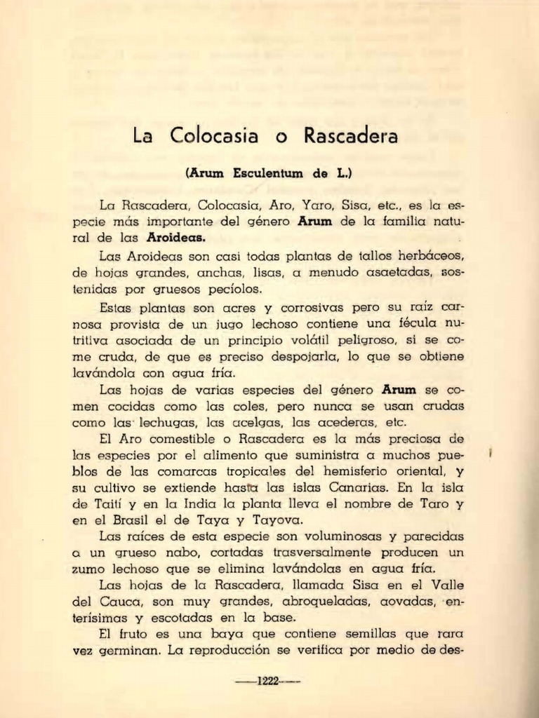 La Colacasia o Rascadera | PDF | Plantas | Horticultura y jardinería