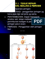 Regeneration & Fibrosis-B