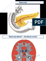 18 Pancreas.