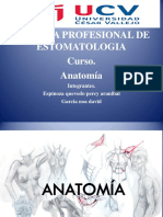 Anatomia Estomatologia