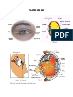 Partes Del Ojo