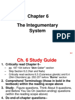 The Integumentary System