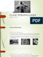 9 Tetraphylidea - Kevin Rivera (5)