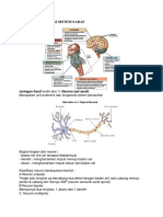 Anatomi Fisiologi Sistem Saraf