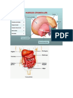 Anatomia