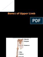 4.bones of Upper Limb