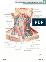 Nervios y Vasos Del Cuello (Vista Frontal)