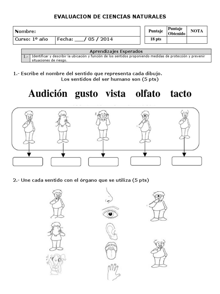 Evaluación de los 5 Sentidos para Niños | PDF
