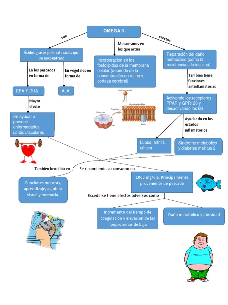 Omega3 Mapa Conceptual PDF Ácido Graso Omega 3 Compuestos orgánicos