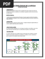 Etapas Fenológicas de La Arveja