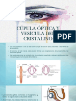 Cúpula Óptica y Vesícula Del Cristalino