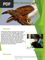 Download ELANG BONDOLHaliastur Indus by RyanKurnia SN364956646 doc pdf