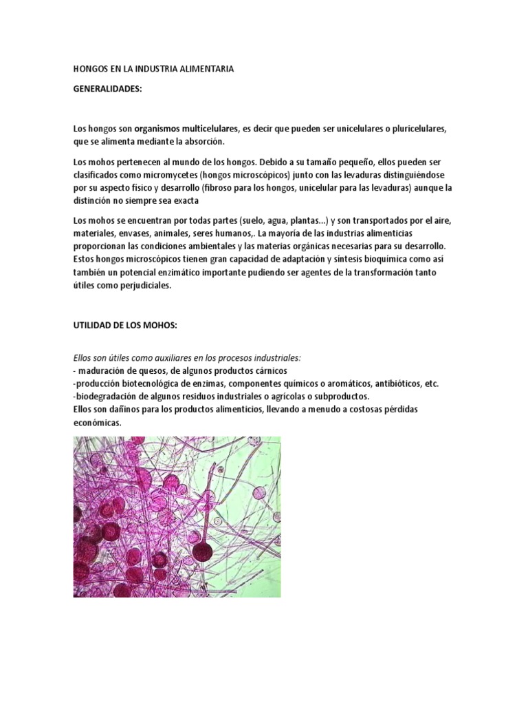 Hongos en La Industria Alimentaria | PDF | Hongo | Levadura
