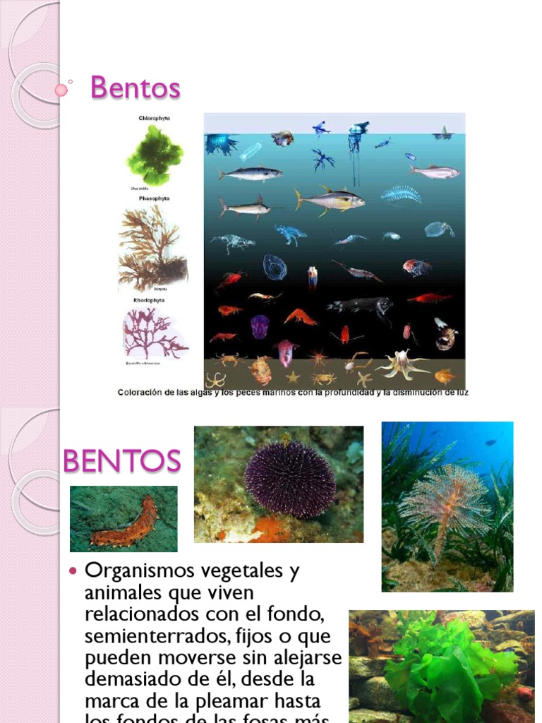 Bentos 121119170410 Phpapp01 | PDF | Algas | Tierra
