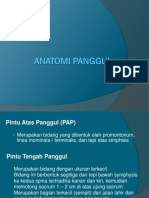 Anatomi Panggul Ppt-1