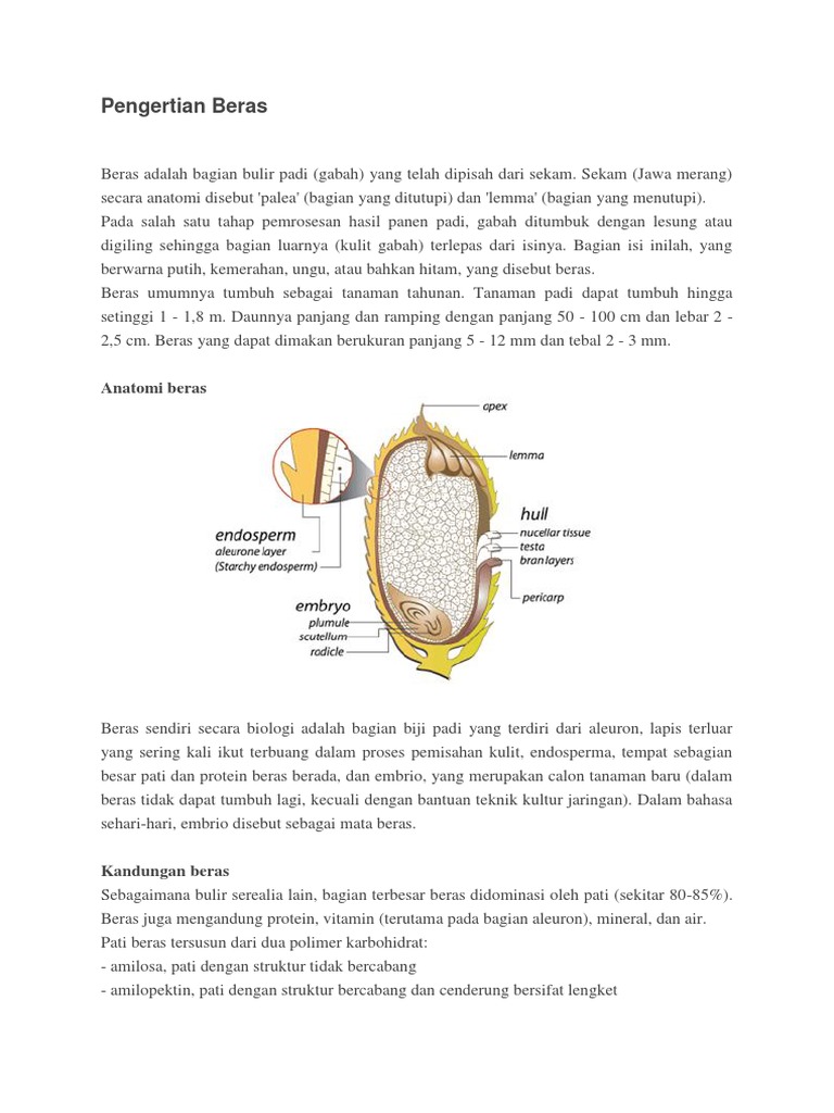 Ilustrasi besaran satu mud dalam bentuk beras