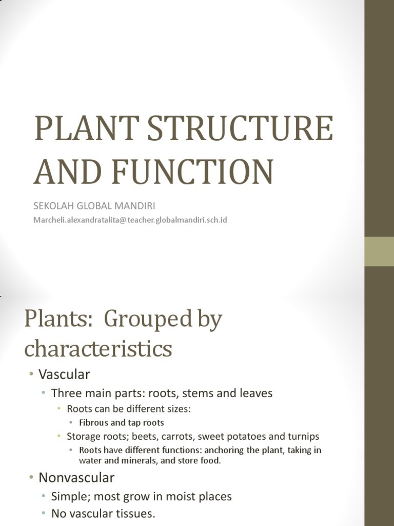 Plant Structure and Function Overview | PDF | Root | Plant Stem