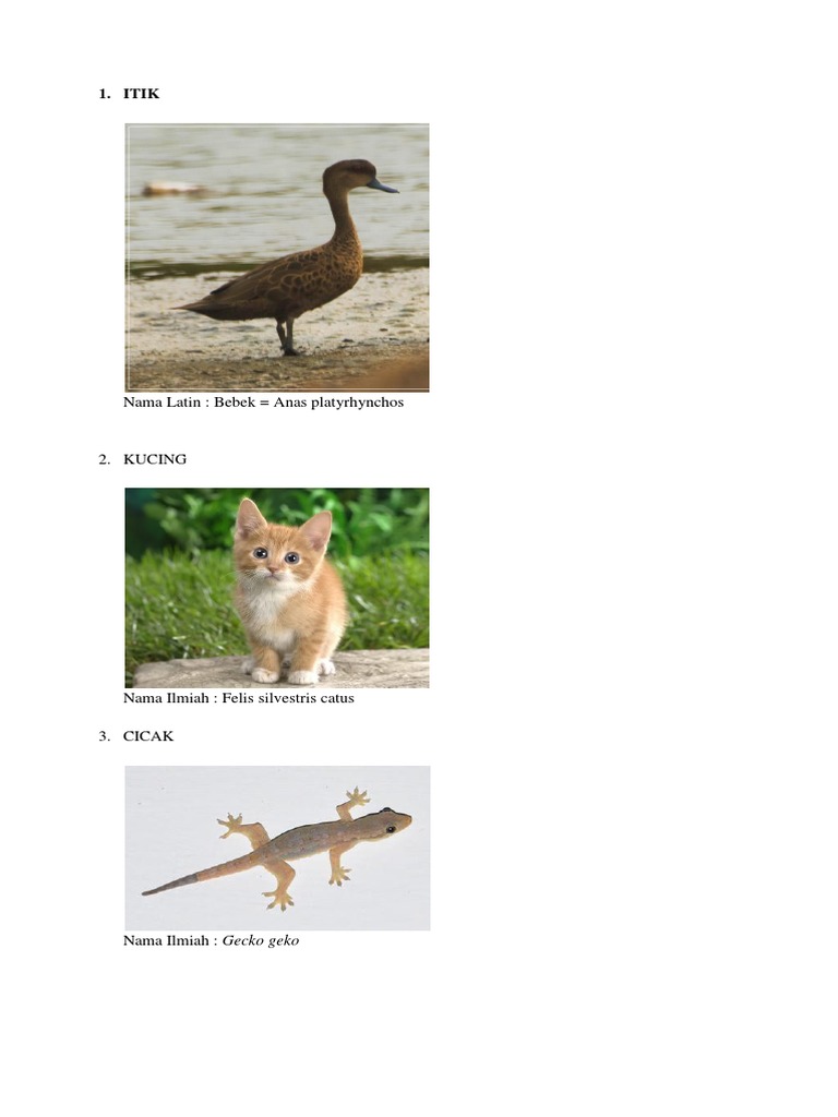 50 Gambar Ayam Kucing Bebek Cicak Burung Terbaik