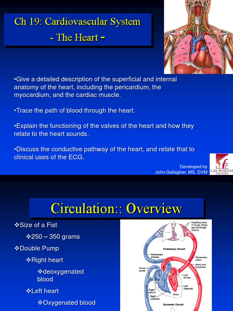 Anatomy and Function of the Heart | PDF | Heart Valve | Atrium (Heart)