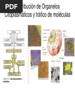 Organelos PDF