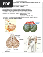 CEREBELUL