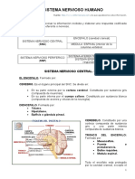 11082929-Resumen-Del-Sistema-Nervioso.doc