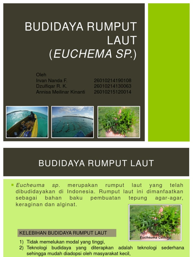 Budidaya Rumput Laut Eucheuma Sp. | PDF