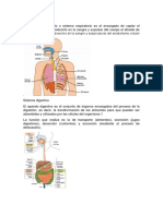 Sistemas del cuerpo humano.docx