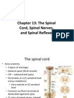 Chapter 13: The Spinal Cord, Spinal Nerves, and Spinal Reflexes
