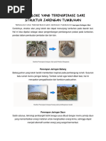 Download Teknologi Yang Terinspirasi Dari Struktur Jaringan Tumbuhan by Egan Ardhian SN365127163 doc pdf