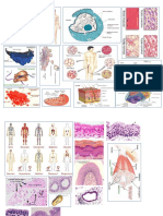 Anatomia