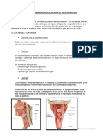 Anatomía Básica Del Aparato Respiratorio