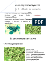 Clase Pneumocystidiomycetes