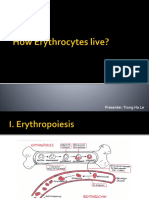 How Erythrocytes Live