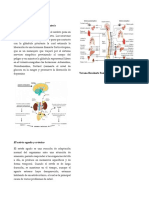 Mecanismos Fisiológicos del estrés.docx