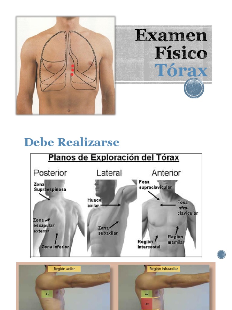 Exploración física del tórax | PDF | Tórax | Mano