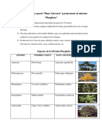 Características de La Especie PINOPHYTA