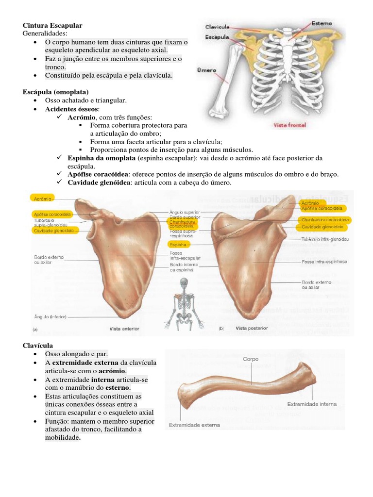 Cintura Escapular Pélvis Coluna Vertebral