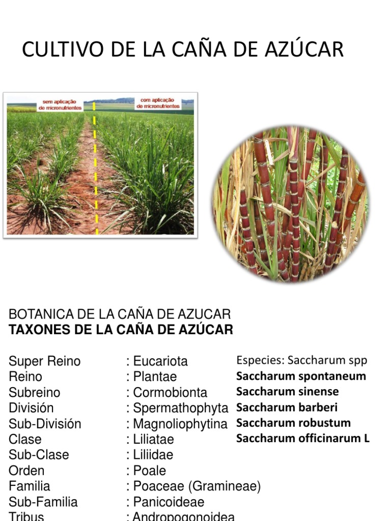 Caña de Azucar.pptx Horticultura y jardinería Agricultura