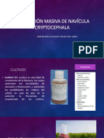 Producción Masiva de Navícula Cryptocephala