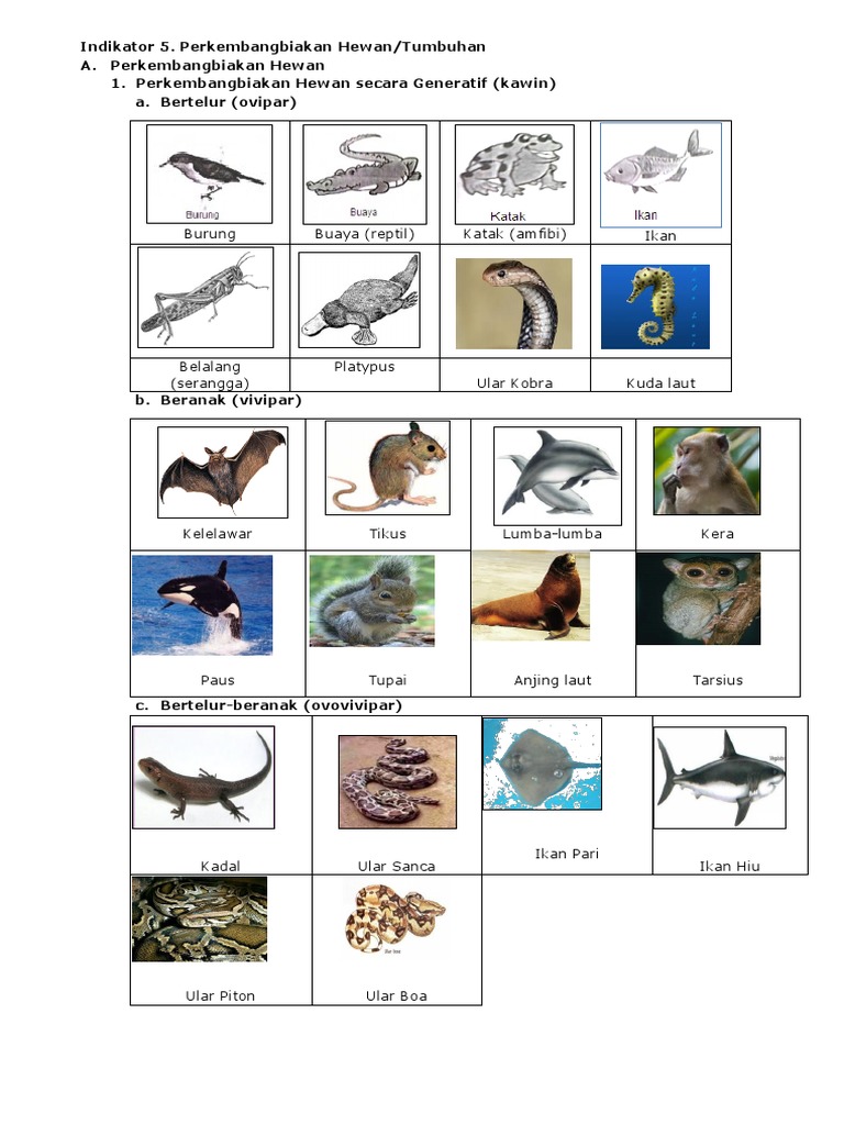 940 Gambar Hewan Yang Berkembangbiak Secara Generatif Gratis