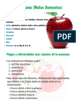 MARCO TEORICO La Manzana (Malus Domestica)