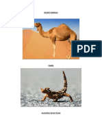 Desert Animals