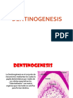 Expo Dentinogenesis