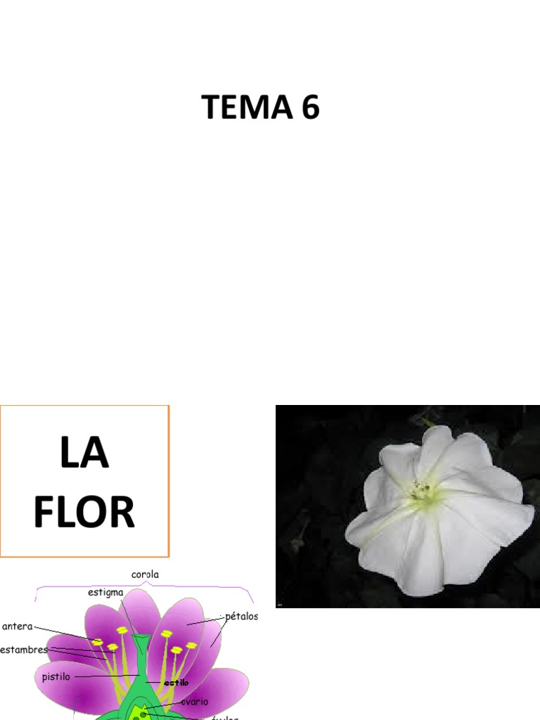 Estructura y Tipos de Flores | PDF | Flores | Polinización